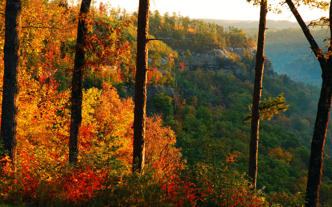 When is the Best Time to See Fall Leaves in the Red River Gorge?