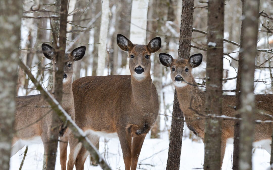 Wildlife You Can Spot in the Red River Gorge During the Winter